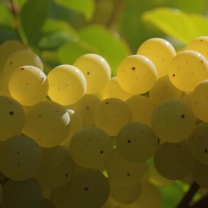 Três razões para conhecer Albana, a uva branca assinatura da Romagna