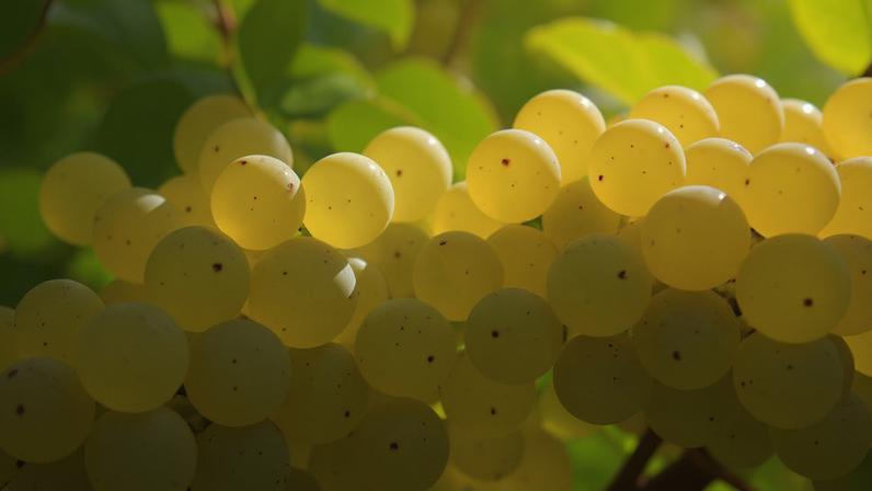 Três razões para conhecer Albana, a uva branca assinatura da Romagna