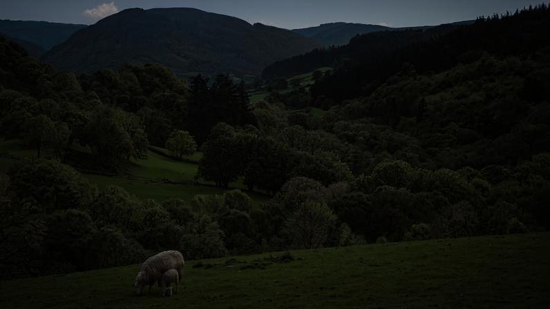 A sheep and a lamb grazing on a hill in a sun-washed Welsh valley.