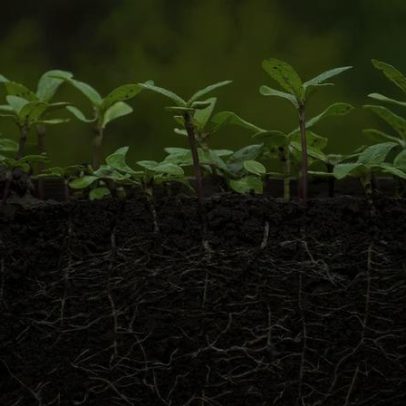 Estudo aponta que plantas podem viver 2 bilhões de anos a mais que o estimado