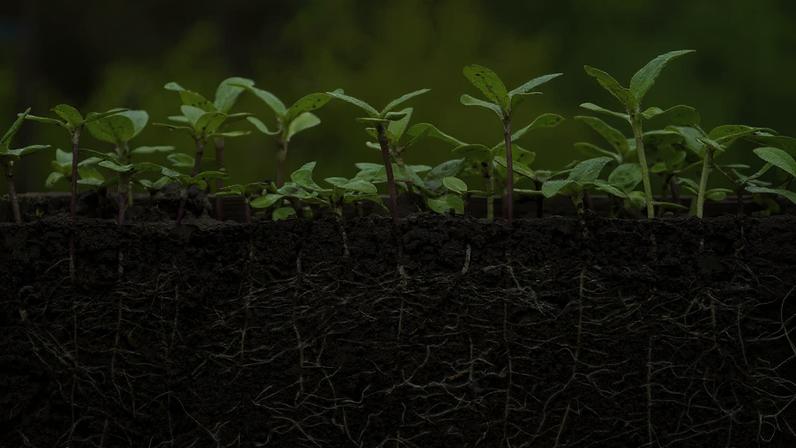 Estudo: plantas podem viver 2 bilhões de anos a mais que o estimado