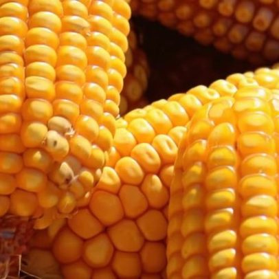 Oito sobremesas com milho para experimentar