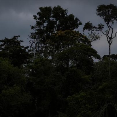 Re.green e Novo Nordisk fecham acordo para restaurar área degradada na Amazônia