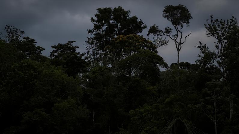 Área de floresta — Foto: Divulgação/re.green