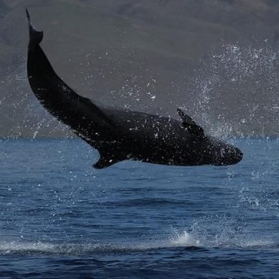 Aquecimento do mar reduz baleias em risco de extinção, aponta estudo