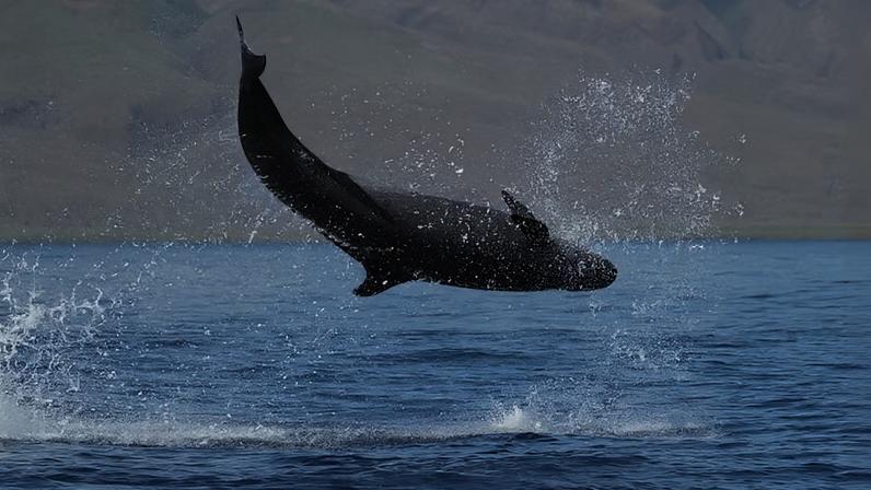 As falsas-orcas do Havaí têm uma das menores e mais ameaçadas populações de baleias dos Estados Unidos, onde a perda de mesmo alguns animais pode ter consequências para toda a população
