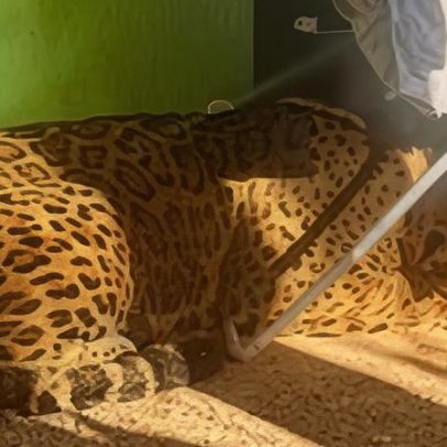 Vídeo mostra onça-pintada encontrada debaixo debaixo de varal em casa no Paraná