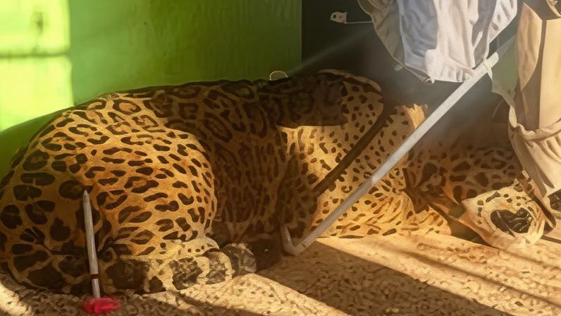Animal foi encontrado em uma área residencial do bairro Jardim Cedro, em Foz do Iguaçu, no Oeste do Estado