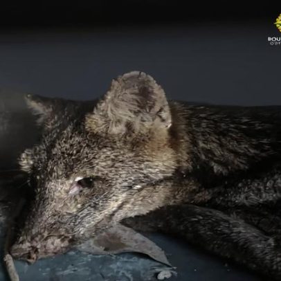 Cachorro-do-mato ferido no olho é resgatado em estado crítico