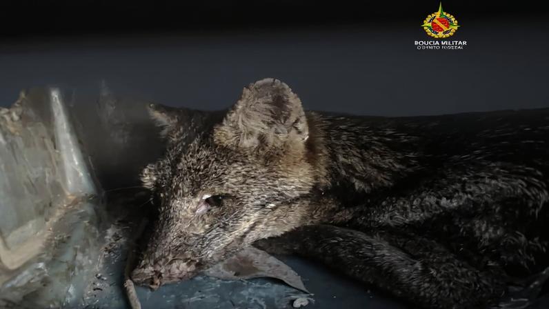 Cachorro-do-mato com ferimento no olho é resgatado em estado crítico