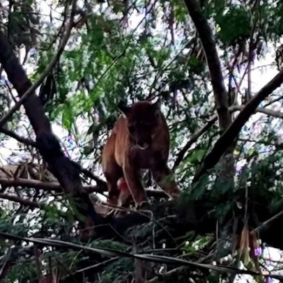 Onça-parda invade sítio, sobe em árvore e mobiliza operação em SP