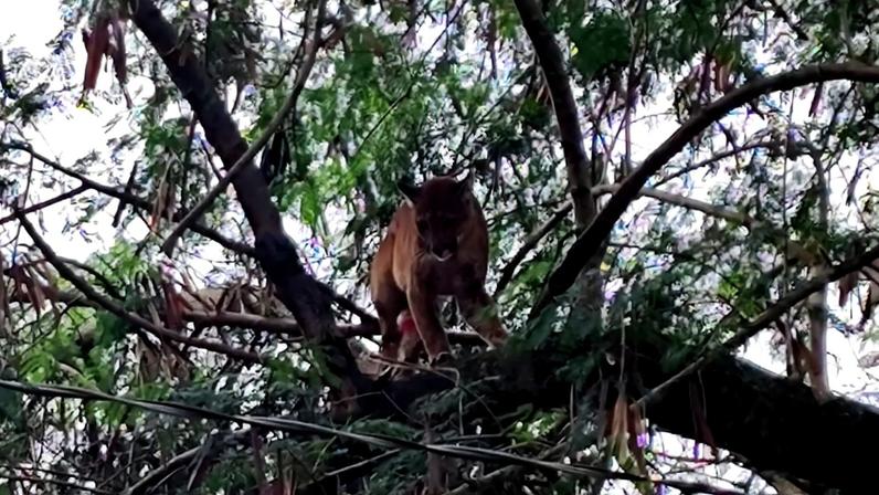 Onça-parda invade sítio, sobe em árvore e mobiliza operação em SP