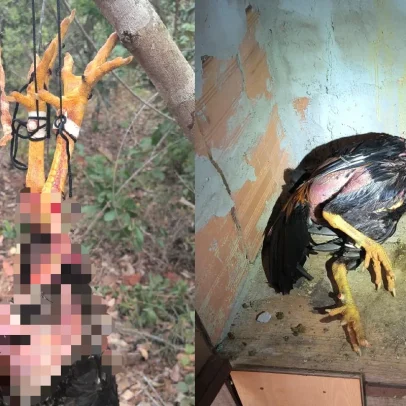 Rinha de galos é fechada no DF; 40 animais são resgatados
