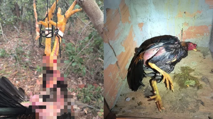 Rinha de galos é fechada no DF; cerca de 40 animais foram resgatados