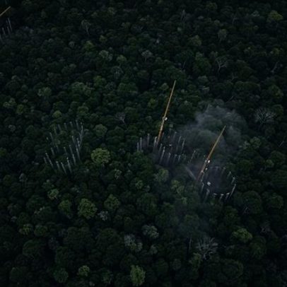 Experimento internacional investiga como a Amazônia reage a CO₂ elevado