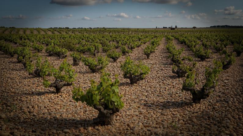 Beige gravelly soil with small vines with gnarly trunks in diagonal rows