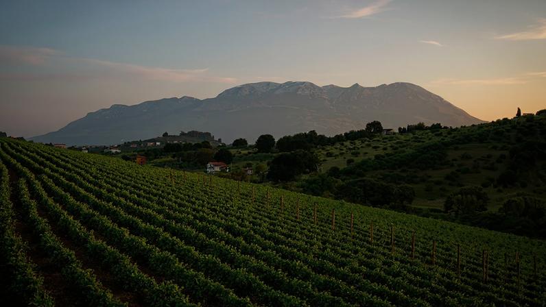 Slope of vines with mountains in the background, at sunset