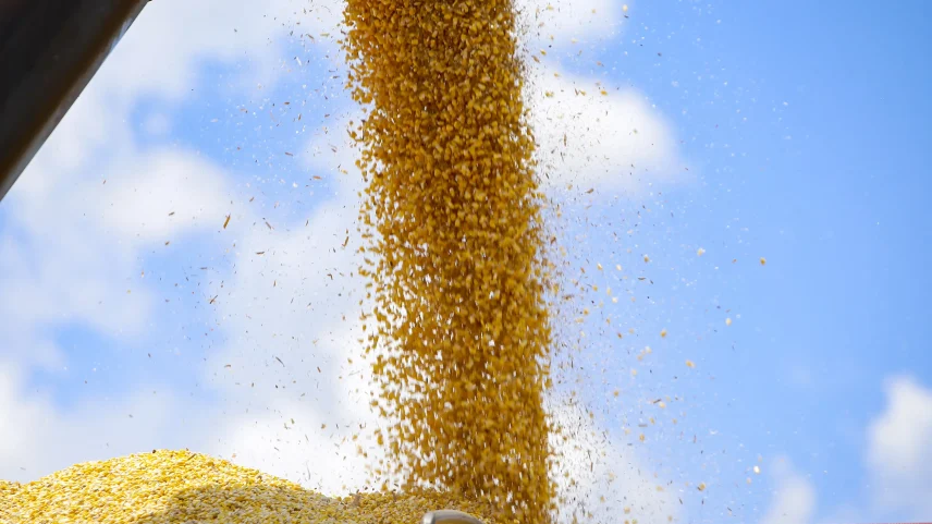A área de primeira safra deste ano no Paraná foi 30% acima da plantação de milho de verão, plantado entre setembro e outubro. (Foto: Gilson Abreu/Governo do Paraná)