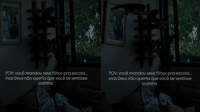 Saguis invadem apartamento no Cruzeiro e roubam comida de moradora
