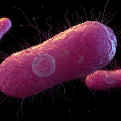 Infecção por Salmonella pode causar intoxicação grave e risco de morte