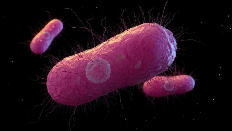 Ilustração 3D da bactéria Salmonella sp. mostrando sua estrutura interna. Flagelos, estruturas finas semelhantes a fios usadas pela bactéria para se mover, também são visíveis. Metrópoles