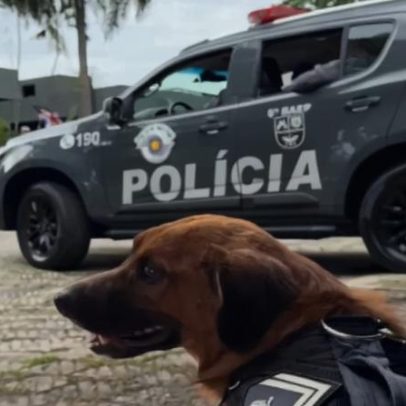 Cão Cabo Caramelo, afastado da PM, diverte a web com nova rotina
