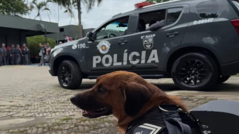 Afastado da PM, cão Cabo Caramelo diverte a web com "nova rotina"