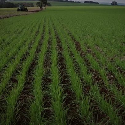 Tempo de plantar trigo: previsão de safrA e melhores períodos