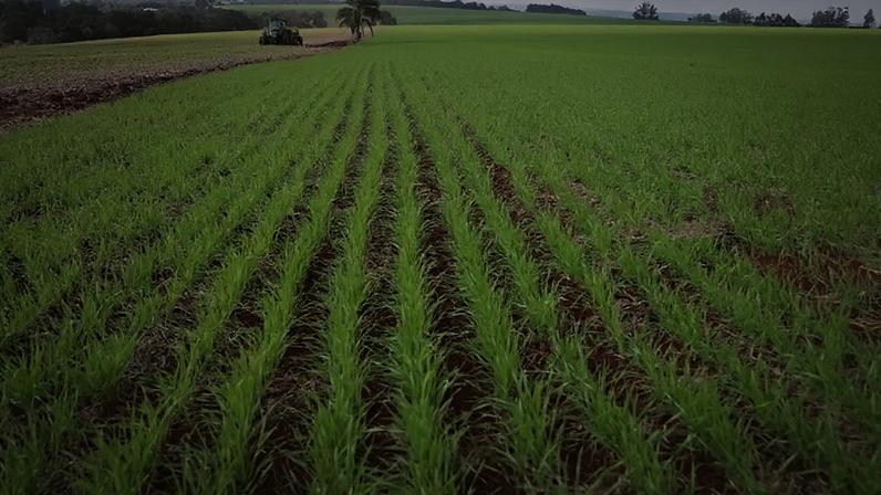 A obtenção de trigo de qualidade superior depende não só da genética, mas também das condições climáticas durante a colheita, diz o articulista; na imagem, plantação de trigo