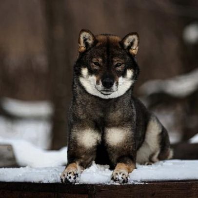 Shikoku: conheça as características da raça canina japonesa