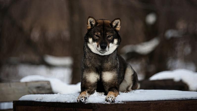 Shikoku: conheça as características da raça canina japonesa