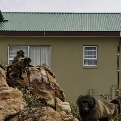 Vila na África do Sul aprende a conviver com babuínos, talvez exceção