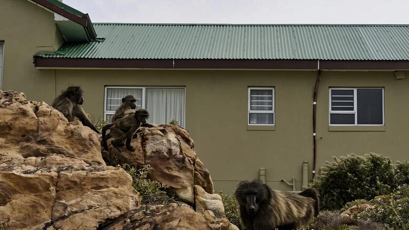 Vila na África do Sul aprende a conviver com babuínos, talvez exceção