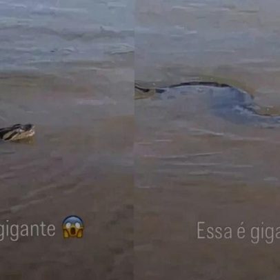 Grande sucuri flagrada às margens do Rio Paraná