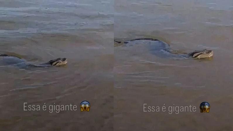 Sucuri gigante é flagrada em Rio Paraná