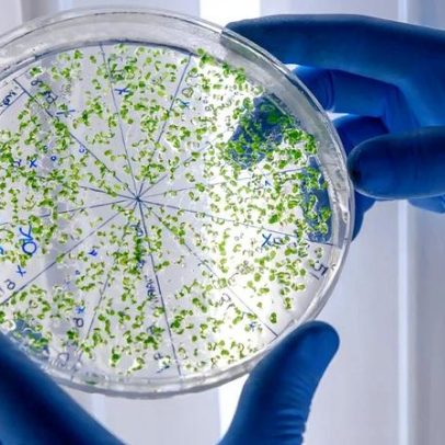 Bactéria do solo pode gerar 4 antibióticos contra superbactérias