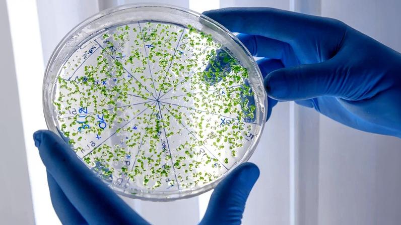 Imagem de bacterias em mãos de pesquisadores