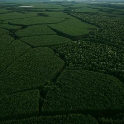 Suzano aposta em emprego, renda e floresta para tirar 200 mil da pobreza