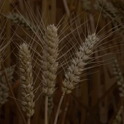 Plantio de trigo avança, mas setor aponta incertezas de qualidade e clima
