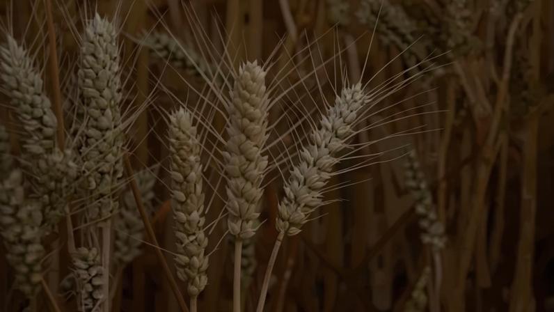 Plantio de trigo avança, mas setor aponta incertezas de qualidade e clima