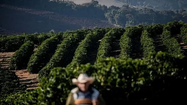 Lavouras de café em Minas Gerais