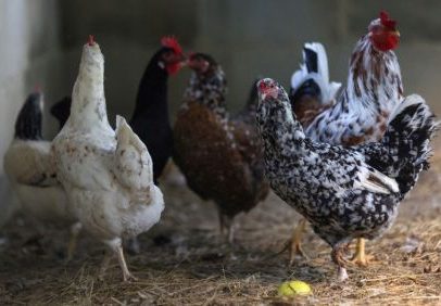 Onda de calor na França mata milhares de aves em granjas