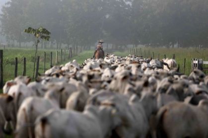 O Ministério da Agricultura e Pecuária implementará, a partir de 1º de julho de 2026, um novo modelo de controle oficial baseado no ciclo completo de vida dos animais.