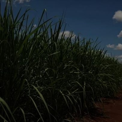 Moagem de cana do Centro-Sul cresce 34% na safra