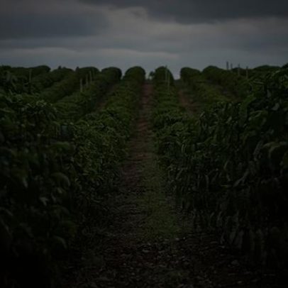Exportações de café do Vietnã sobem 8% de janeiro a maio