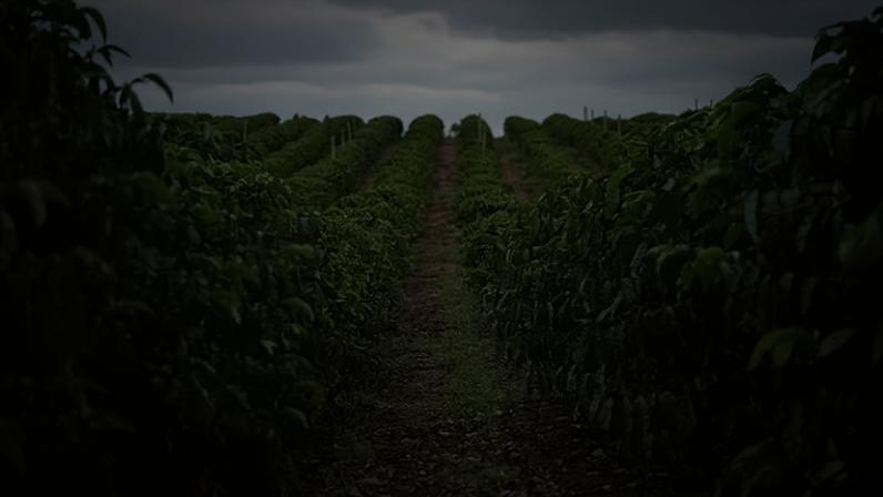 A receita de exportação no período caiu 13,5%