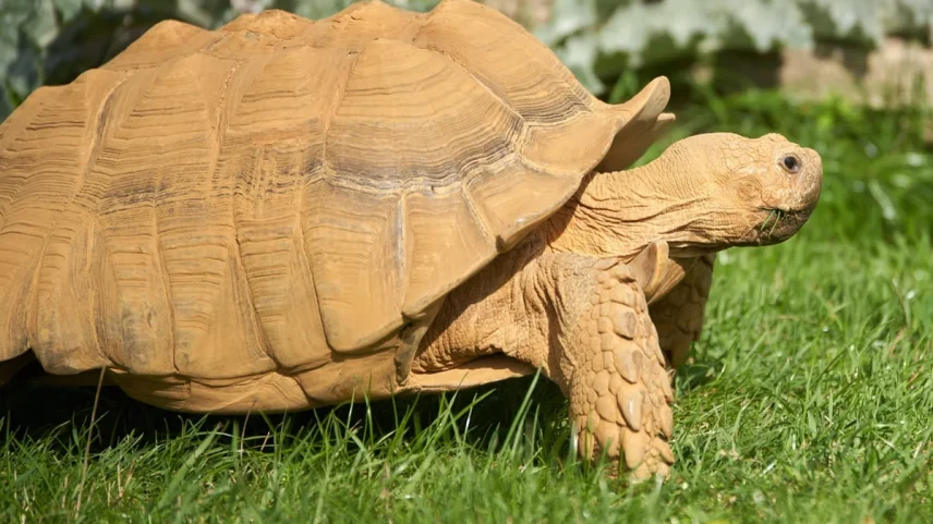 Miley Cyrus adota tartaruga gigante de 20 anos que vivia em abrigo dos EUA
