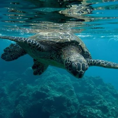 Tartarugas marinhas usam campo magnético, mas podem se perder no oceano