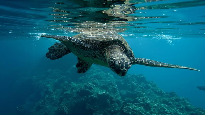 Tartaruga marinha nadando no oceano-Metrópoles