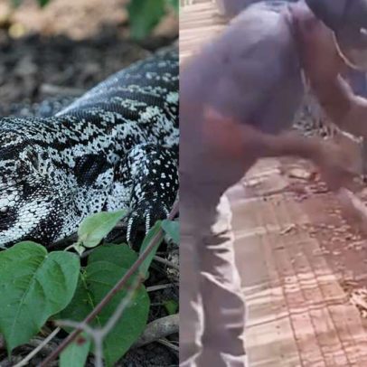 Lagarto ataca trabalhador em MT, levando à perda de parte do dedo